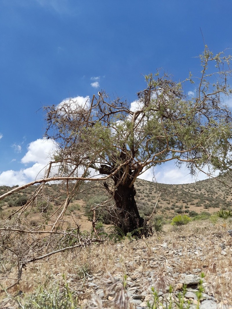 Prunus elaeagrifolia photo 2