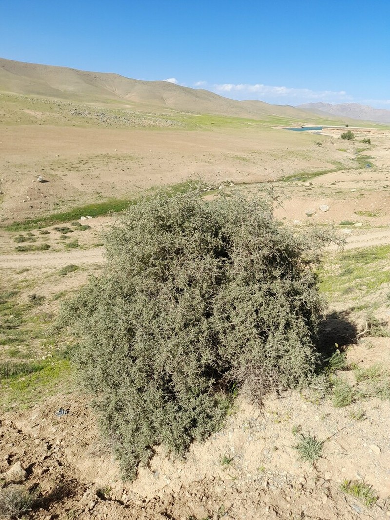Prunus elaeagrifolia photo 3