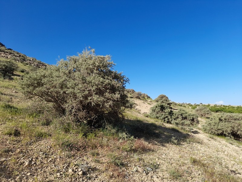 Prunus elaeagrifolia photo 4