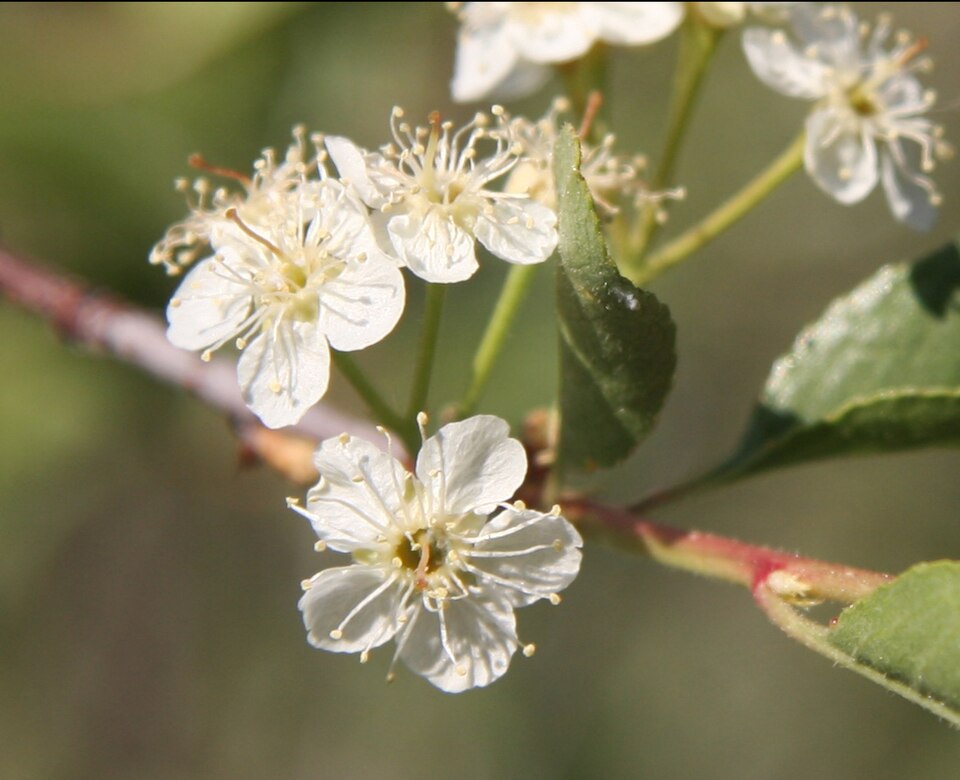 Bitter Cherry photo 4