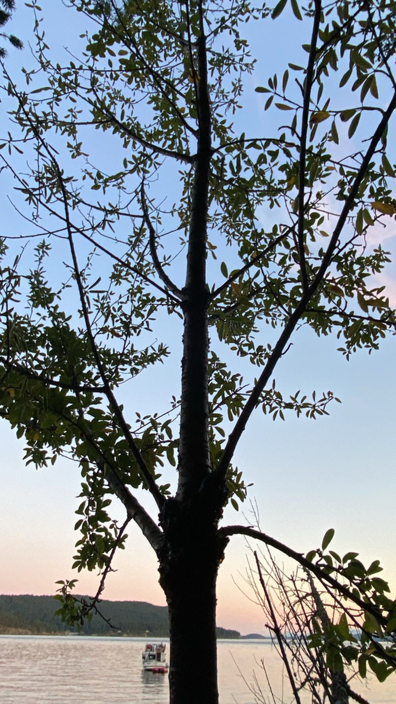 Bitter Cherry photo 6