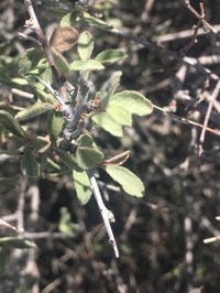 Mojave Desert Plum