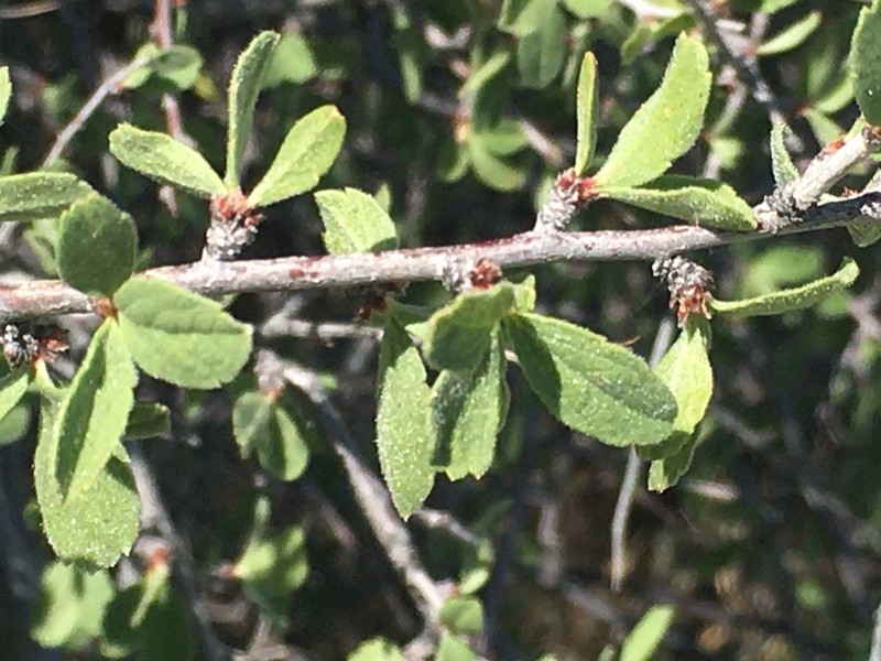 Mojave Desert Plum photo 2