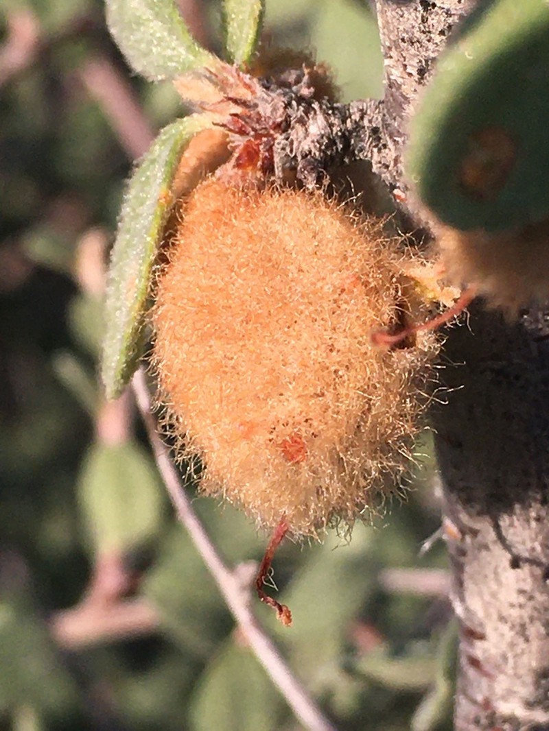 Mojave Desert Plum photo 3