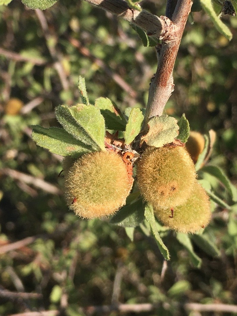 Mojave Desert Plum photo 4