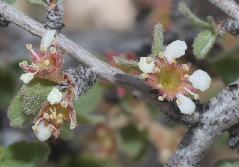 Mojave Desert Plum photo 5