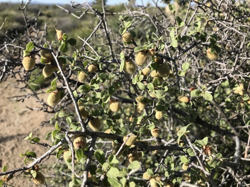 Mojave Desert Plum photo 6