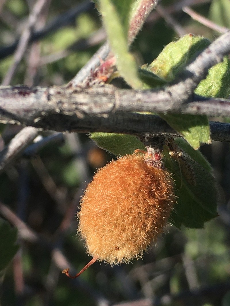 Mojave Desert Plum photo 7