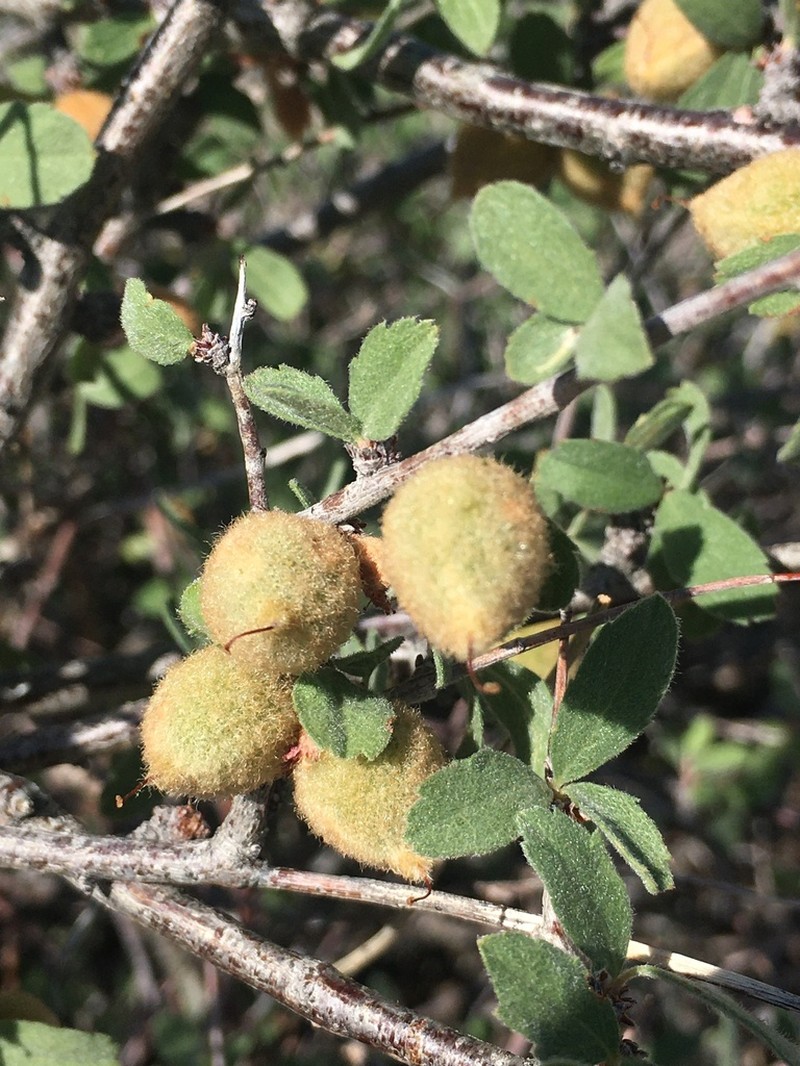 Mojave Desert Plum photo 8