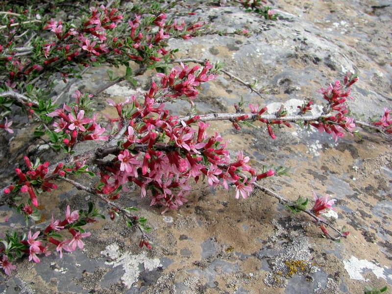 Prunus erythrocarpa
