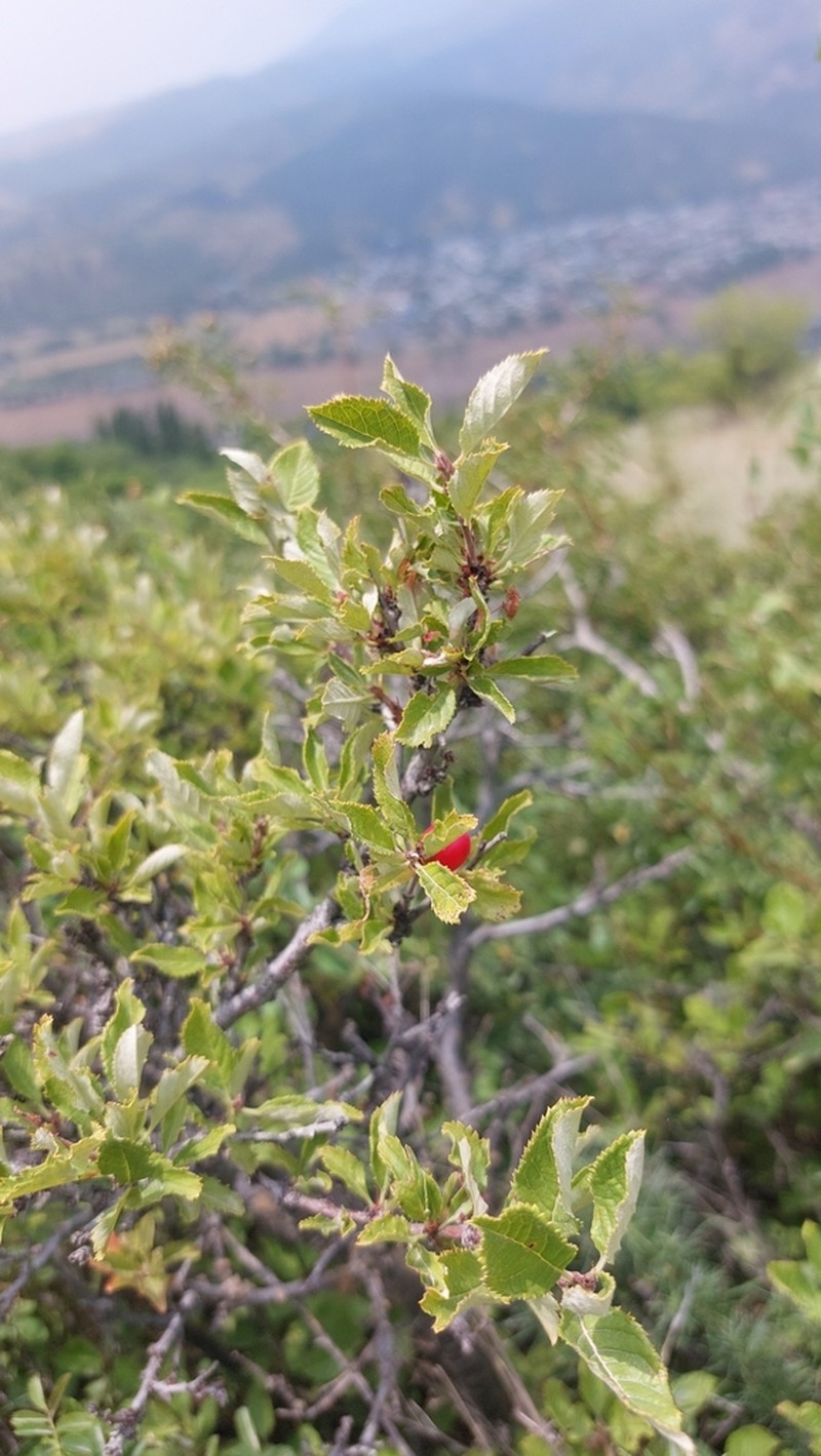 Prunus erythrocarpa photo 2