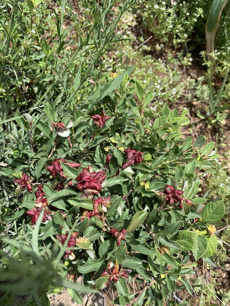 Prunus erythrocarpa photo 3