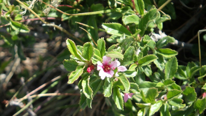 Prunus erythrocarpa photo 5