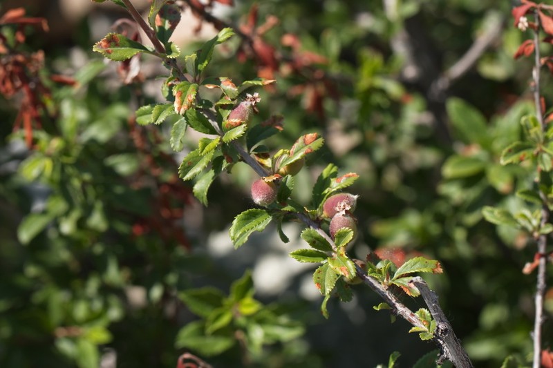 Prunus erythrocarpa photo 6
