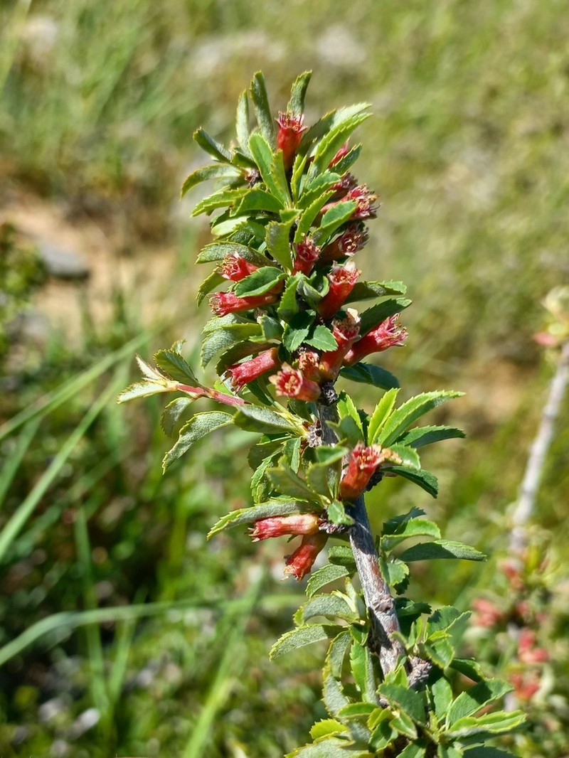 Prunus erythrocarpa photo 8