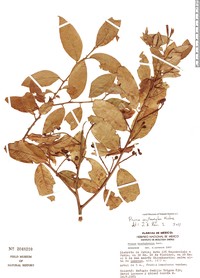 Prunus erythroxylon