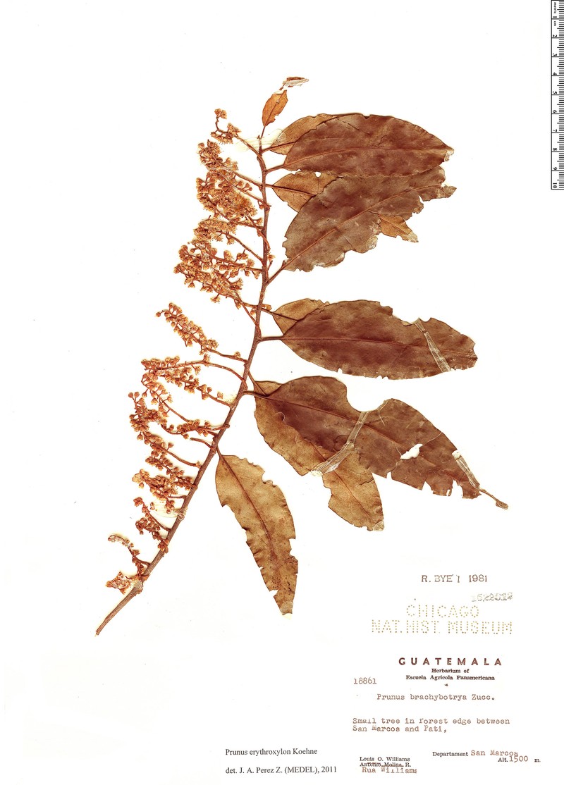 Prunus erythroxylon photo 2