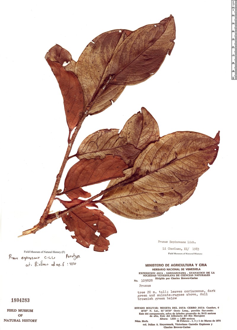 Prunus espinozana
