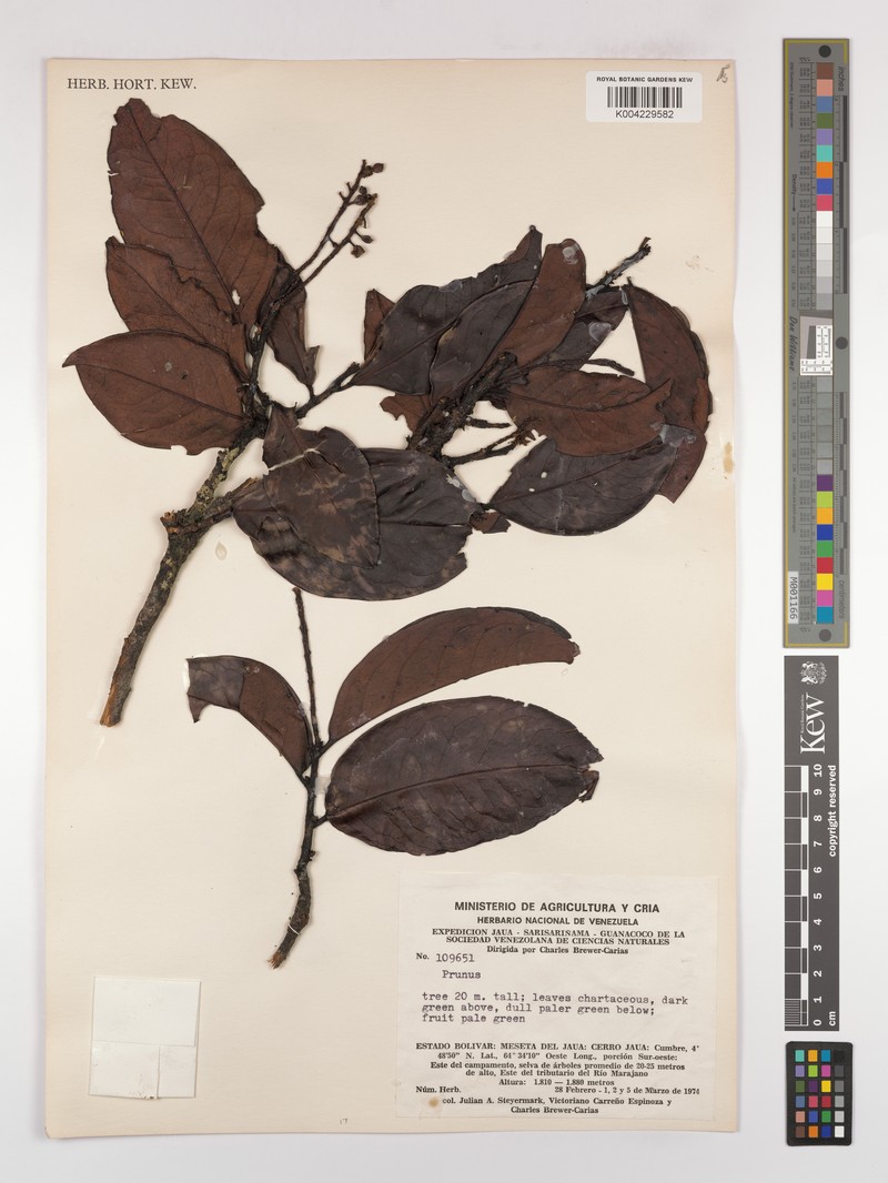 Prunus espinozana photo 2