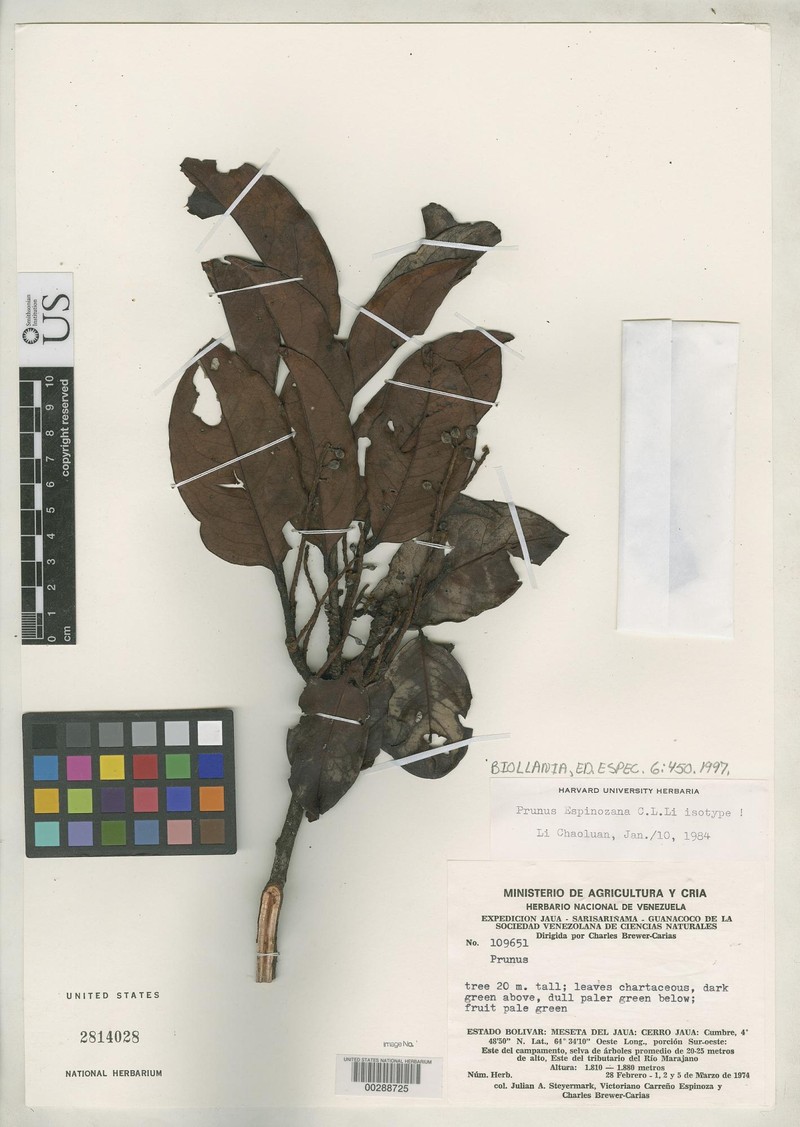 Prunus espinozana photo 3