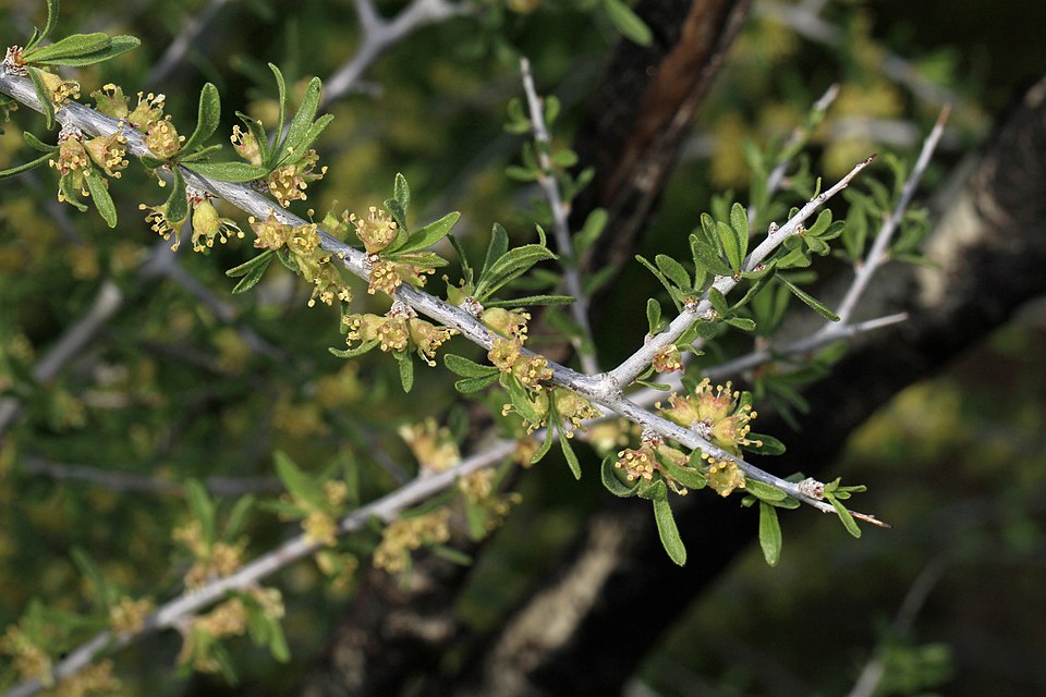 Desert Almond photo 3