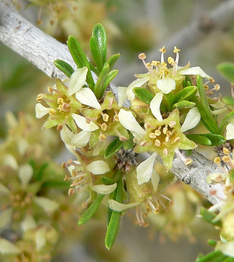 Desert Almond photo 4