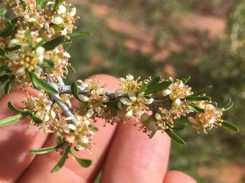 Desert Almond photo 4