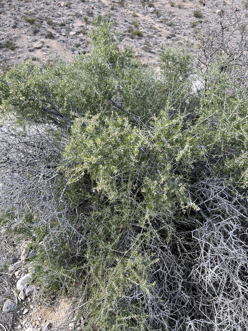 Desert Almond photo 5