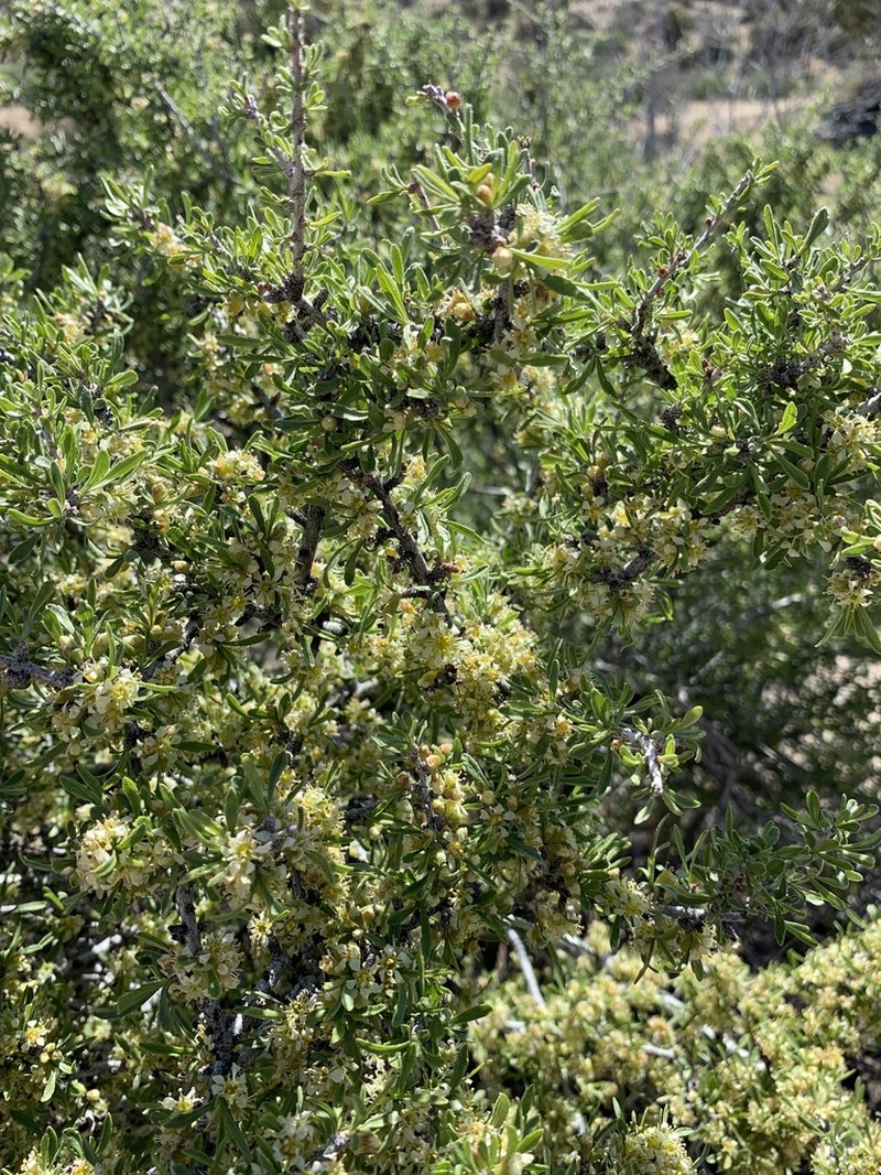 Desert Almond photo 6