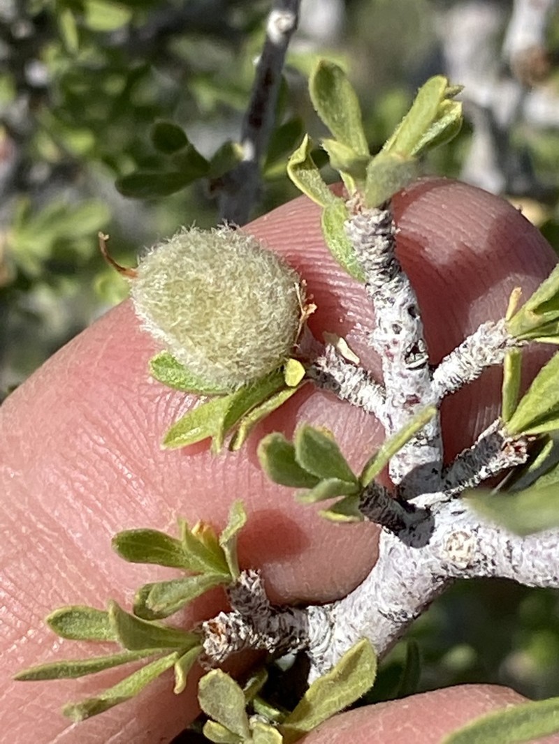 Desert Almond photo 7