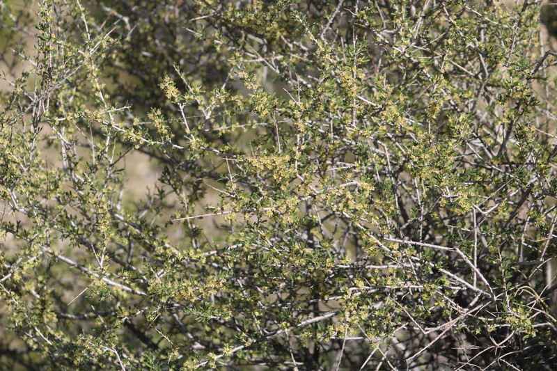Prunus fasciculata var. fasciculata