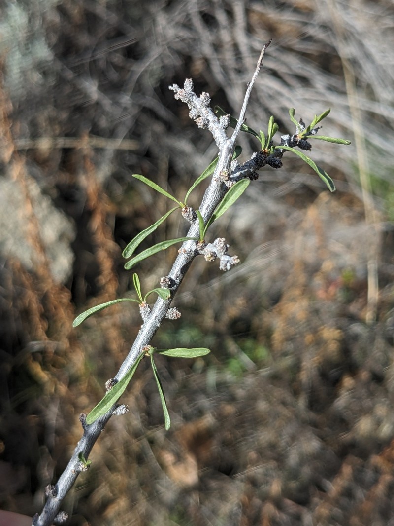 Prunus fasciculata var. fasciculata photo 3