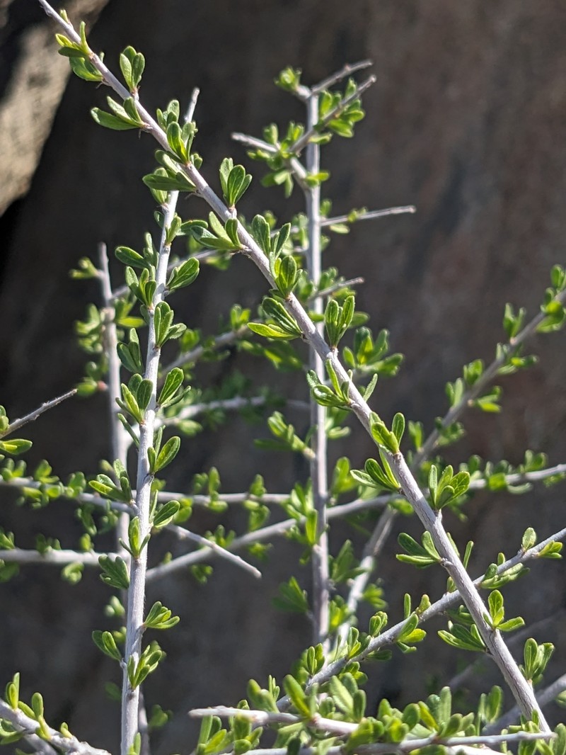 Prunus fasciculata var. fasciculata photo 4