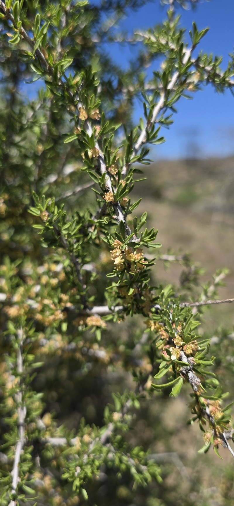 Prunus fasciculata var. fasciculata photo 5