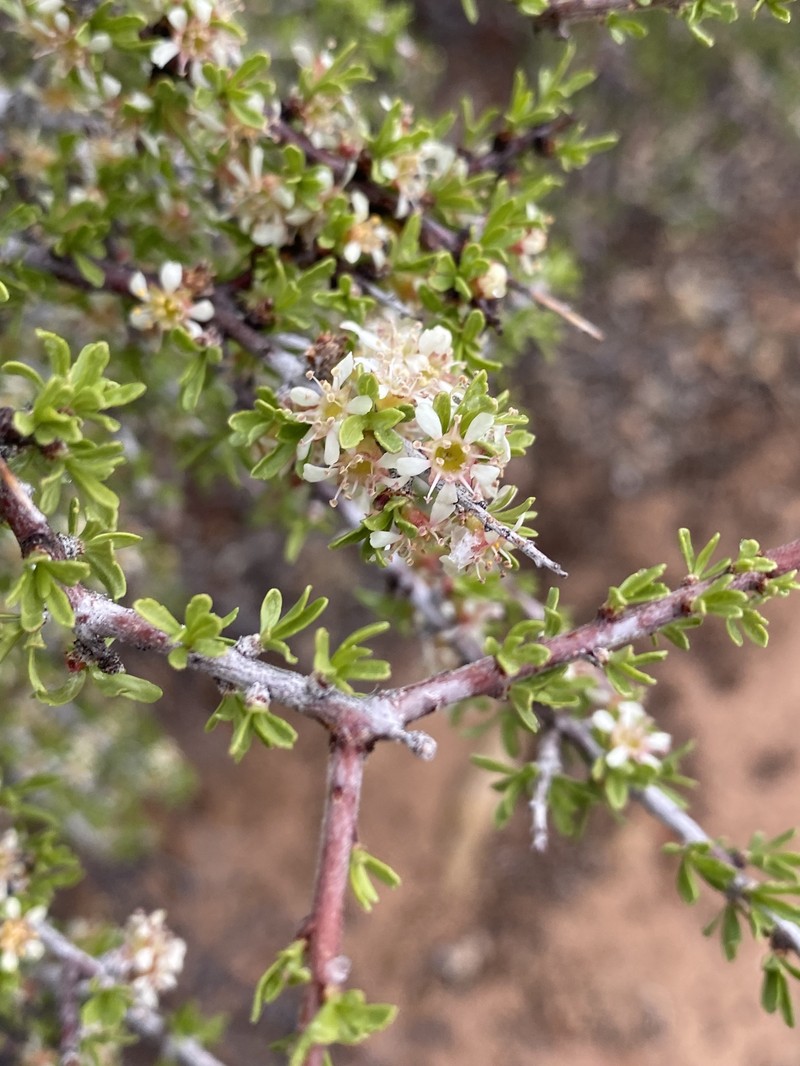 Prunus fasciculata var. fasciculata photo 6