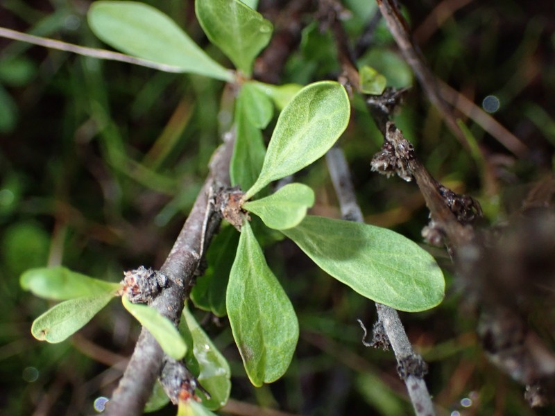 Prunus fasciculata var. punctata