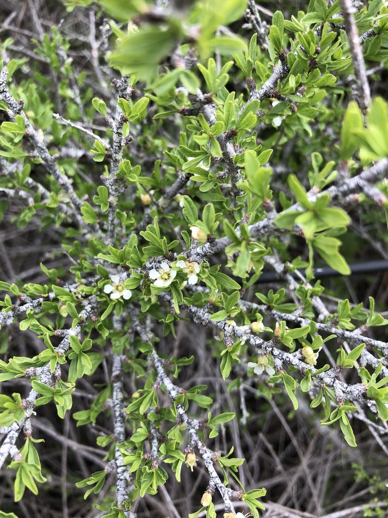 Prunus fasciculata var. punctata photo 2