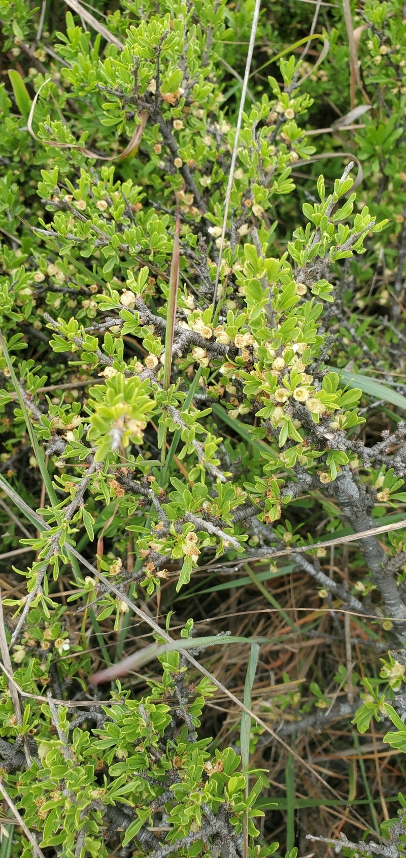 Prunus fasciculata var. punctata photo 3