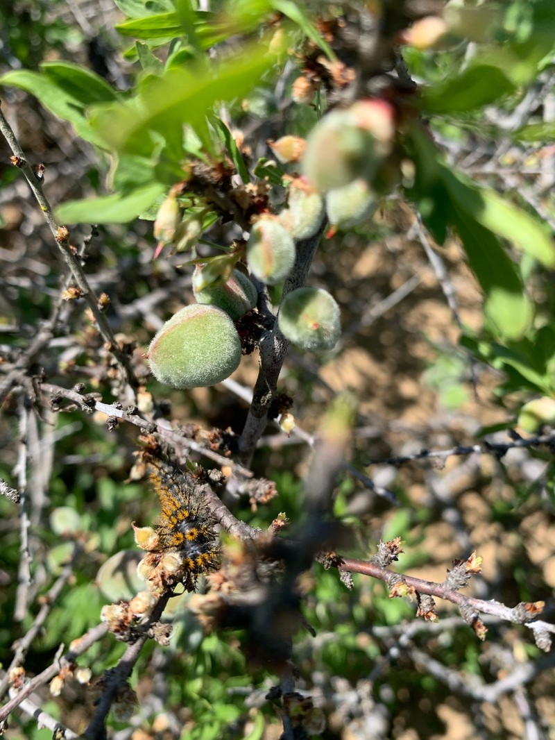 Prunus fasciculata var. punctata photo 4
