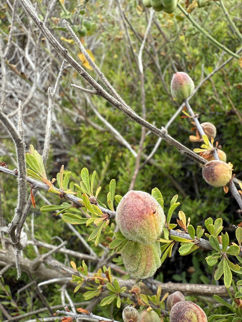 Prunus fasciculata var. punctata photo 6