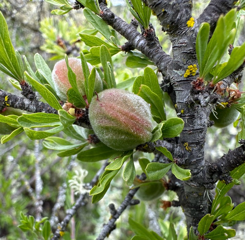 Prunus fasciculata var. punctata photo 7