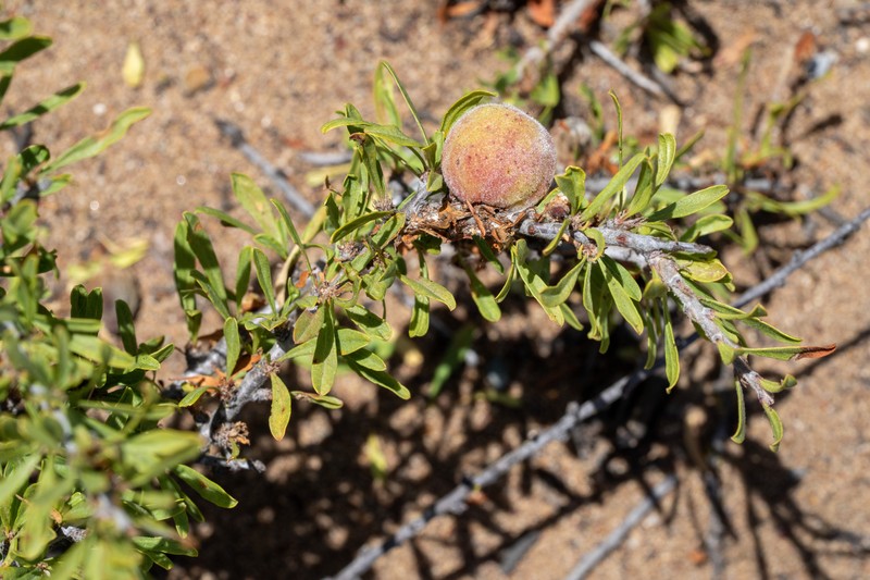 Prunus fasciculata var. punctata photo 8
