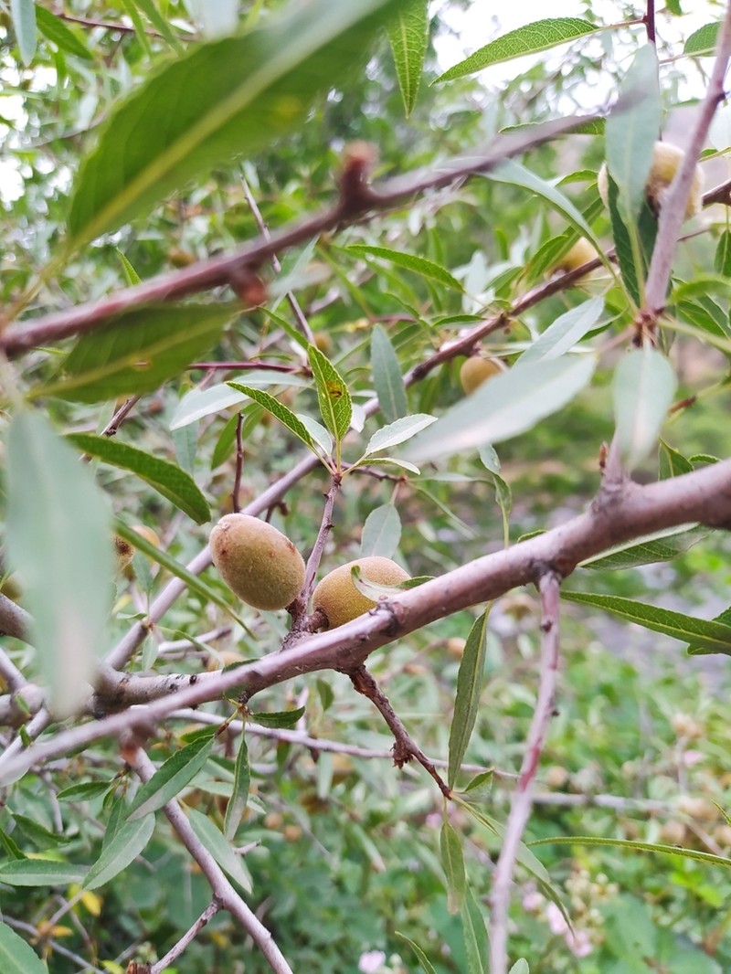 Prunus fenzliana photo 2