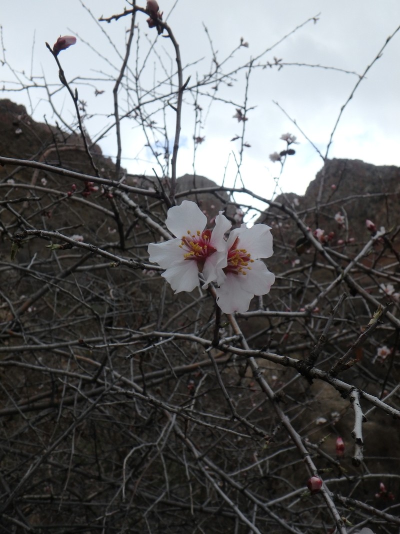 Prunus fenzliana photo 4