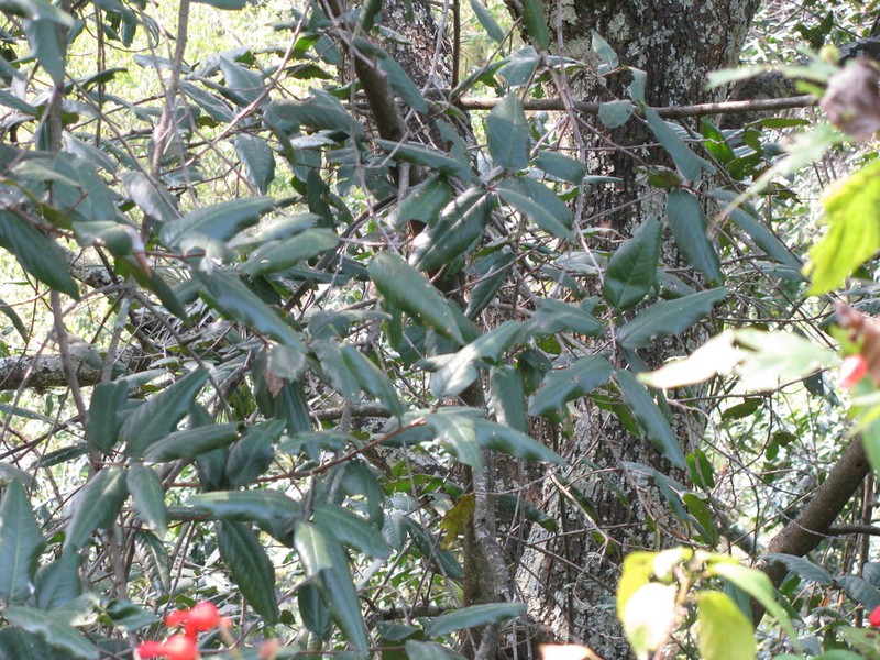 Prunus ferruginea