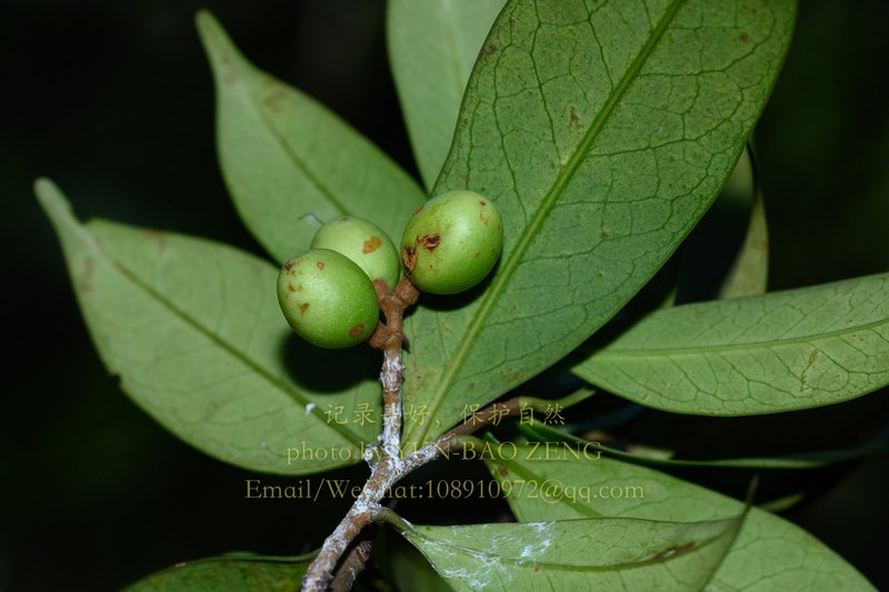 Prunus fordiana
