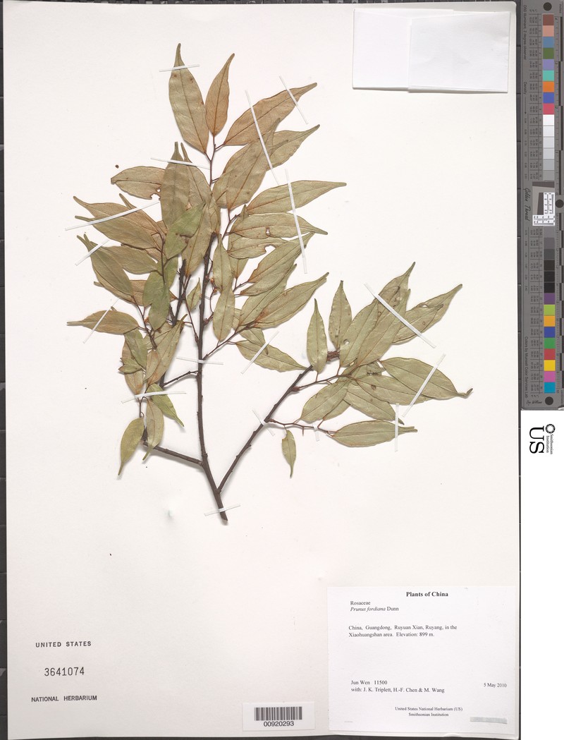 Prunus fordiana photo 4