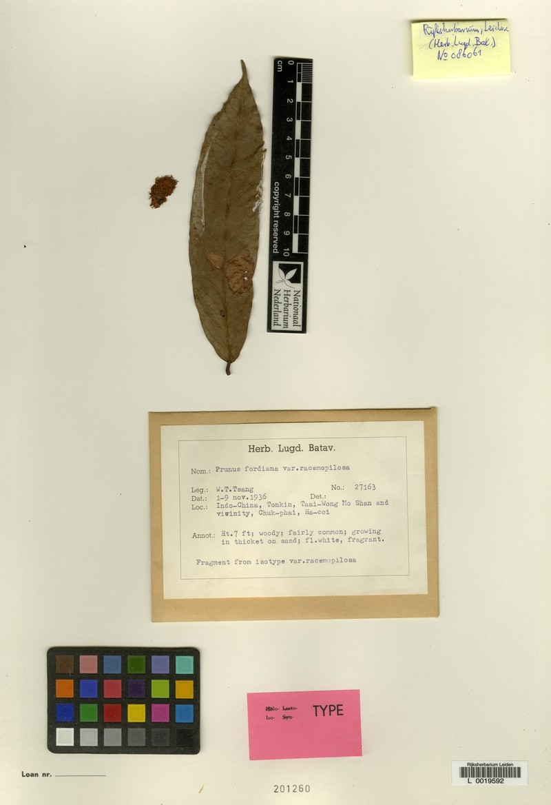 Prunus fordiana var. racemopilosa