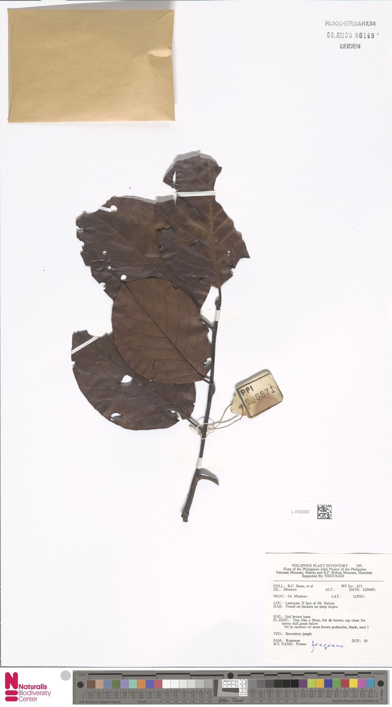 Prunus fragrans