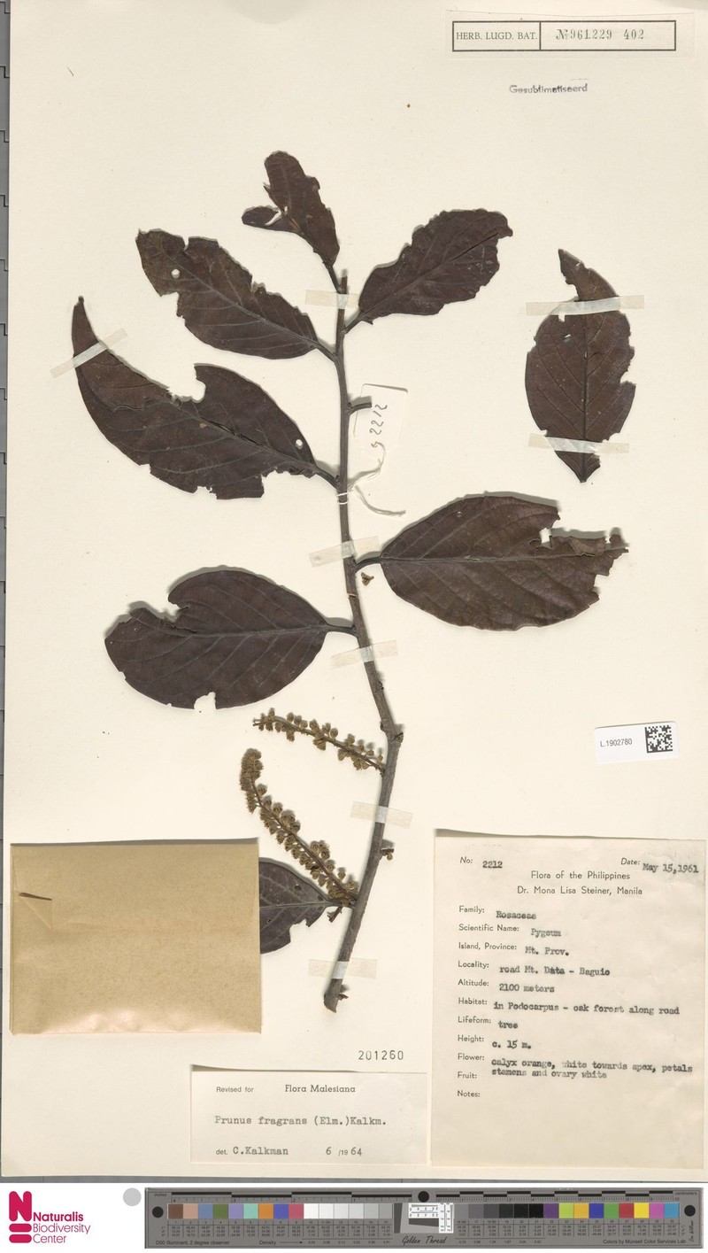Prunus fragrans photo 2